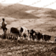 Bullock team at work ploughing field horses farmer c1920s