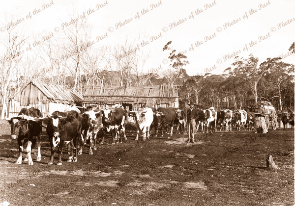 Bullock team hauling a loaded wagon near Lang Lang Vic. September 1874