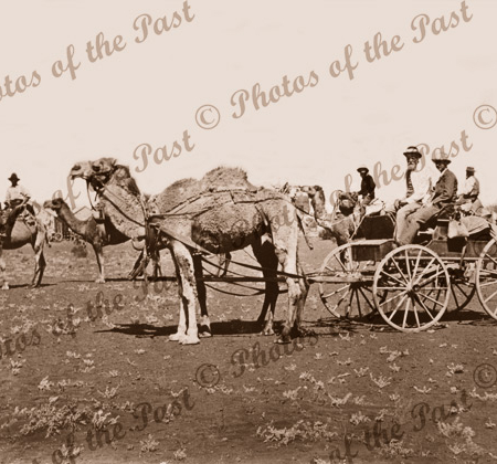 4 wheeled coach pulled by 2 camels. Other camels beyond. Pt Augusta, South Australia c1910s