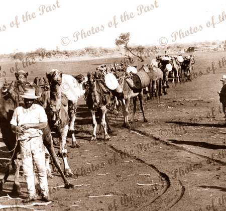 Camels carting water - Trans Australia Railway construction 1912