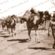 Afghan Camel Train, far north South Australia 1920s