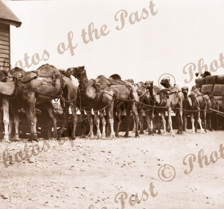 Camels with load of wool at Railway Station