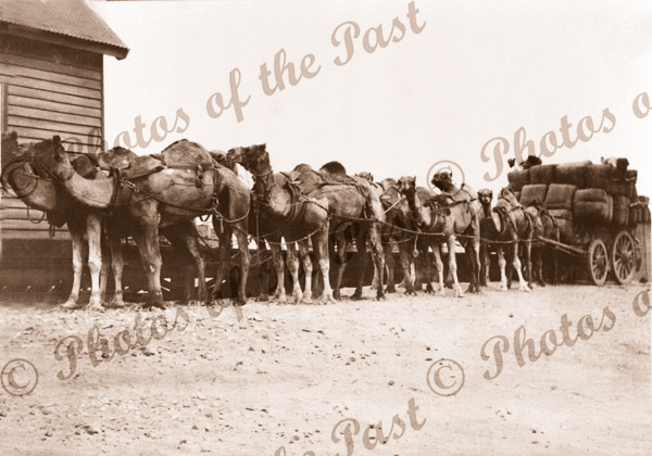 Camels with load of wool at Railway Station