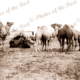 Unladen pack camels at Port Augusta South Australia 1910