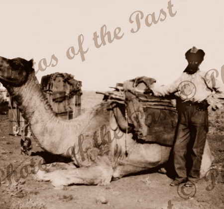 Afghan Camelier with his pack camels c1910