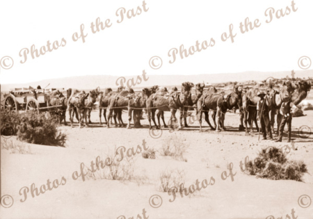 Camel team and wagon. Port Augusta SA to Perth WA 1907 South Australia Western Australia
