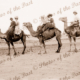 Three couples on three camels c1910