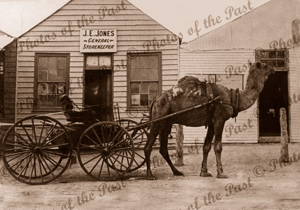 Camel buggy at Blinman SA 1908