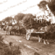 Carting eucalyptus foliage to be distilled into oil. Kangaroo Island, SA. South Australia 1930 horse