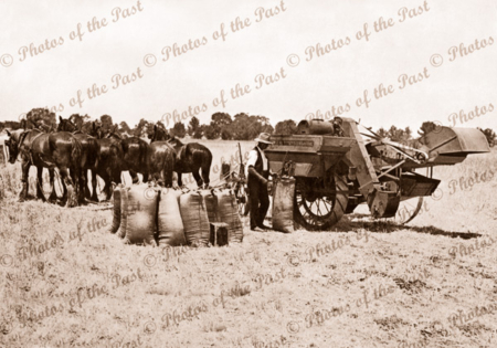 Bagging wheat in the field, horses 1930