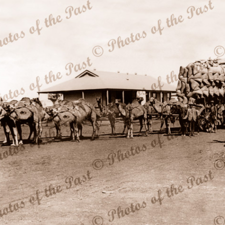 Camel team hauling wagon of wheat