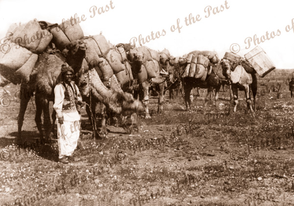 Afghan Cameleer and pack camels