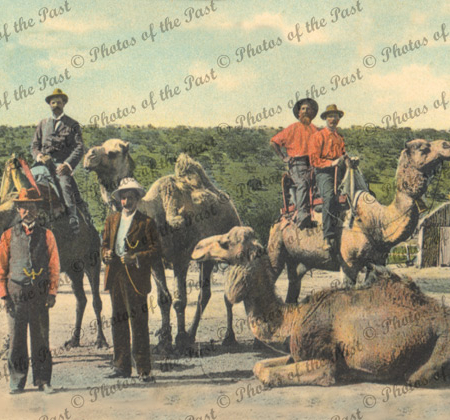 Camel riding in the Far North SA South Australia, c1910