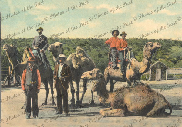Camel riding in the Far North SA South Australia, c1910