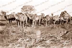 Camels hauling loaded wagon on road to Peak Hill WA, Western Australia