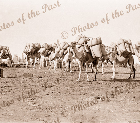 Camels loading for Lake Way, WA, Western Australia