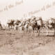 Camels loading for Lake Way, WA, Western Australia