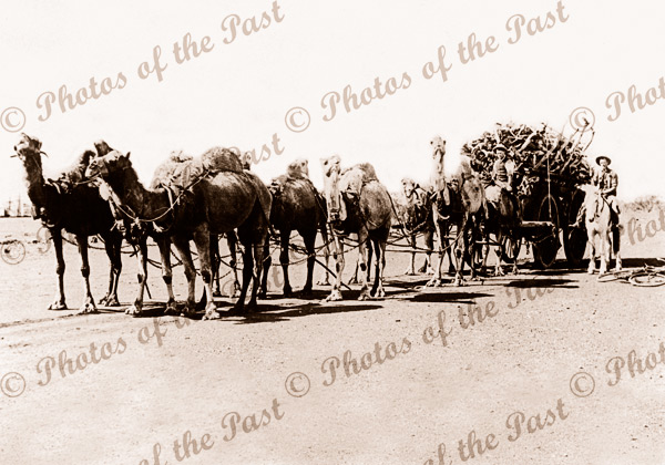 Camel team hauling wagon of Sandalwood. WA. Western Australia