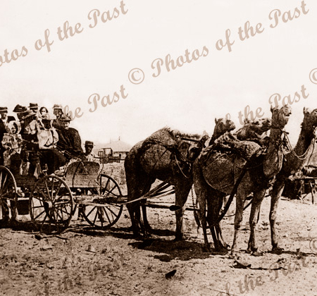 Four camels with wagon of people. 1890s