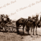 Four camels with wagon of people. 1890s