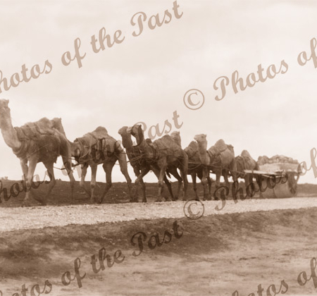 Road making with seven camels hauling stone weighted roller. c1900s