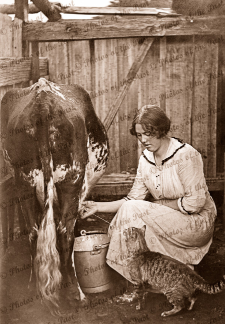 A Drink on the side (cat having a drink from a cow) c1910