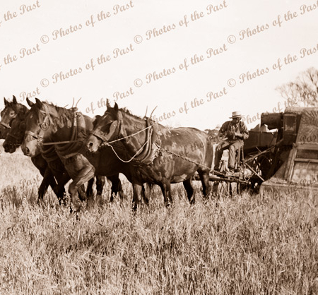 4 horse team & Sunshine Harvester 1920s