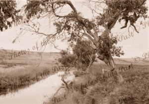 Painkalac Creek, Aireys Inlet, Vic. c 1900s. Victoria. Great Ocean Road
