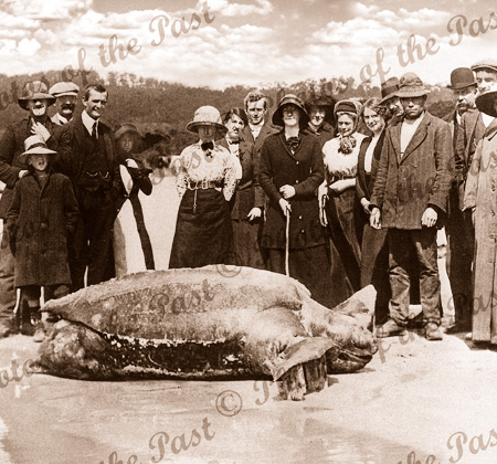 An unexpected visitor. Giant turtle near Lorne, Vic.Leatherback. c1910s. Victoria. Great Ocean Road.