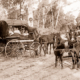 Horse drawn vehicles at Badger Creek (near Healesville) Vic. c1910s. Victoria.
