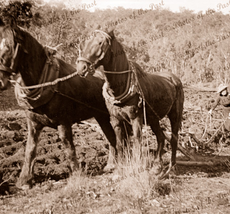 Woman ploughing with two horse team. c1890s