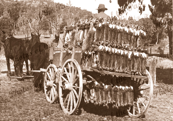 1200 Rabbits going to market.1908. Rabbitohs