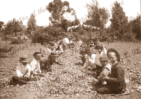 Students sorting onions, Plympton school gardens, SA. South Australia. c1900