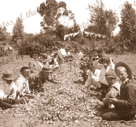 Students sorting onions, Plympton school gardens, SA. South Australia. c1900