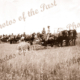 Harvesting team, 'Fork tree Farm, Myponga SA Malthouse near ponies. Hay. South Australia. c1910s