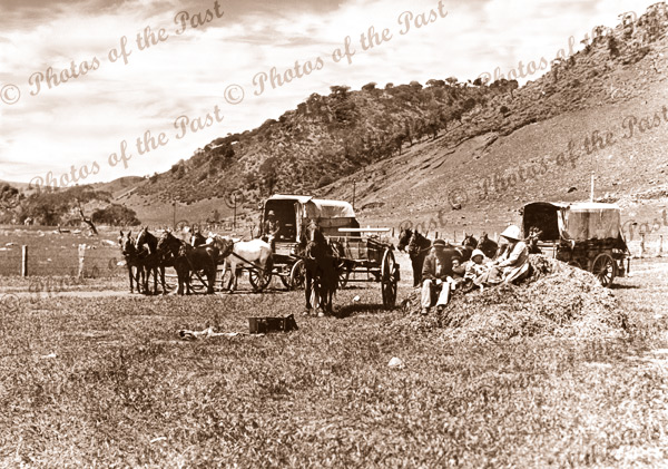 Manisty's carrier vans picking up seaweed, Lady Bay SA. South Australia. Horse and wagon. c1910s