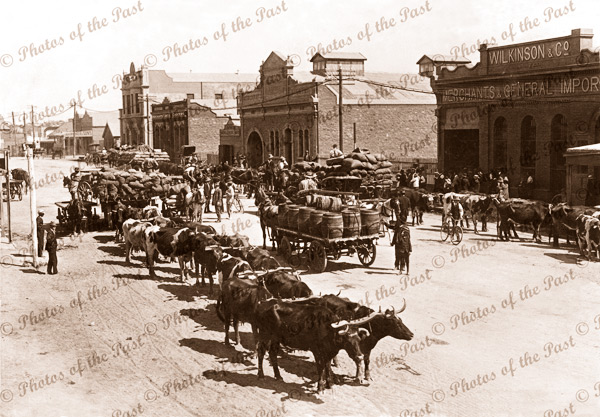 Bullock teams at Broken Hill, NSW. April 1913. New South Wales.