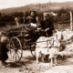 Billygoat cart with load of sticks, children. c1910s