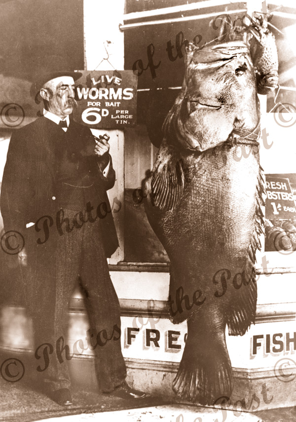 Bait for the Big One, Murray Cod, Fish. 1909