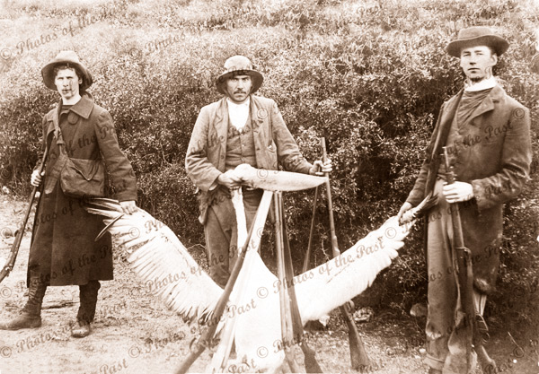Three shooters with a pelican trophy. c1910s, rifles, hunting