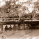 Myponga Creek bridge collapse (on road to Victor Harbor), SA. 1917. River. South Australia