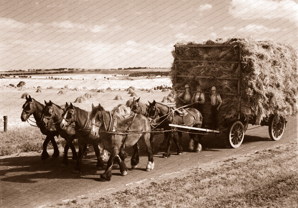 Carting the hay (horse drawn hay wagon) 1930s