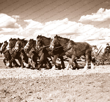 Ten horse plough team at work, 1930s