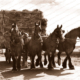 Hauling the hay, horse team with wagon of hay, 1930s