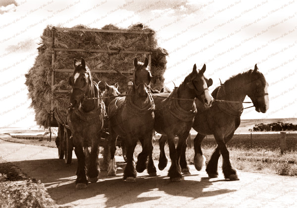 Hauling the hay, horse team with wagon of hay, 1930s