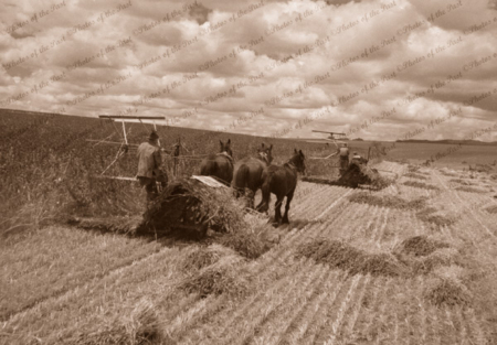 Binders at work, 1930s. Horse drawn farm equipment