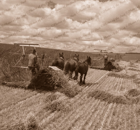 Binders at work, 1930s. Horse drawn farm equipment