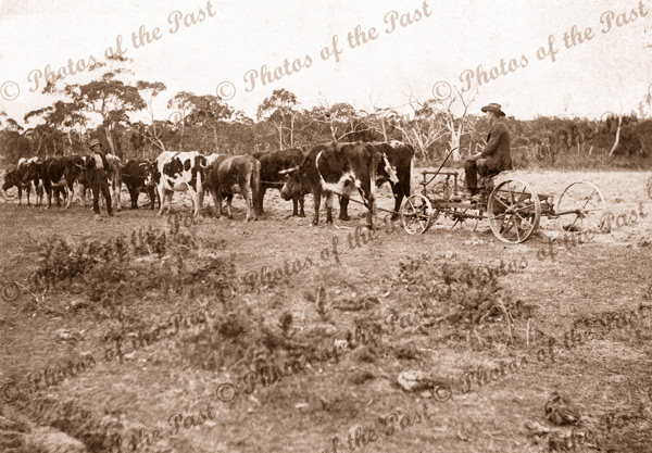 Bullock plough team, Hindmarsh Tiers SA. South Australia. Farming c1910s