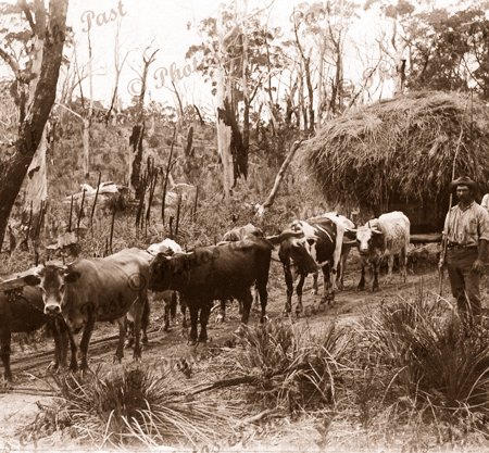 Bullock plough team, Hindmarsh Tiers SA. South Australia. Farming c1910s