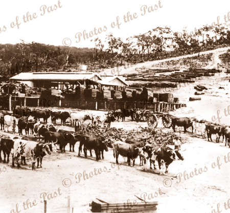 Bullock team & Sawmill, Hindmarsh Tiers SA. c1915. South Australia. Farming, forestry